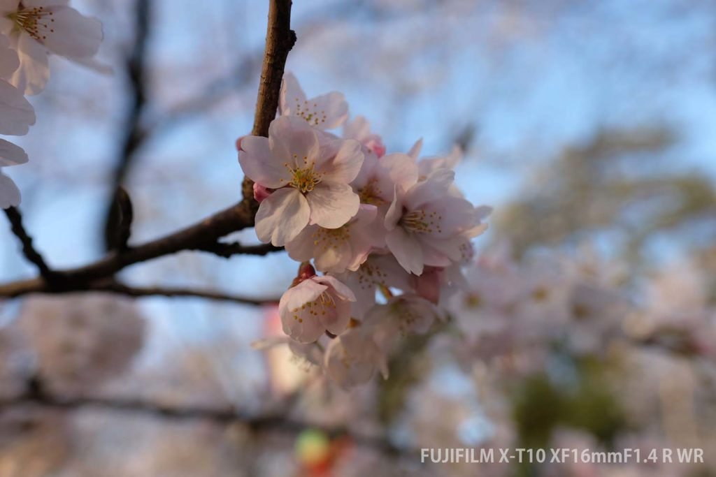 X-T10 桜