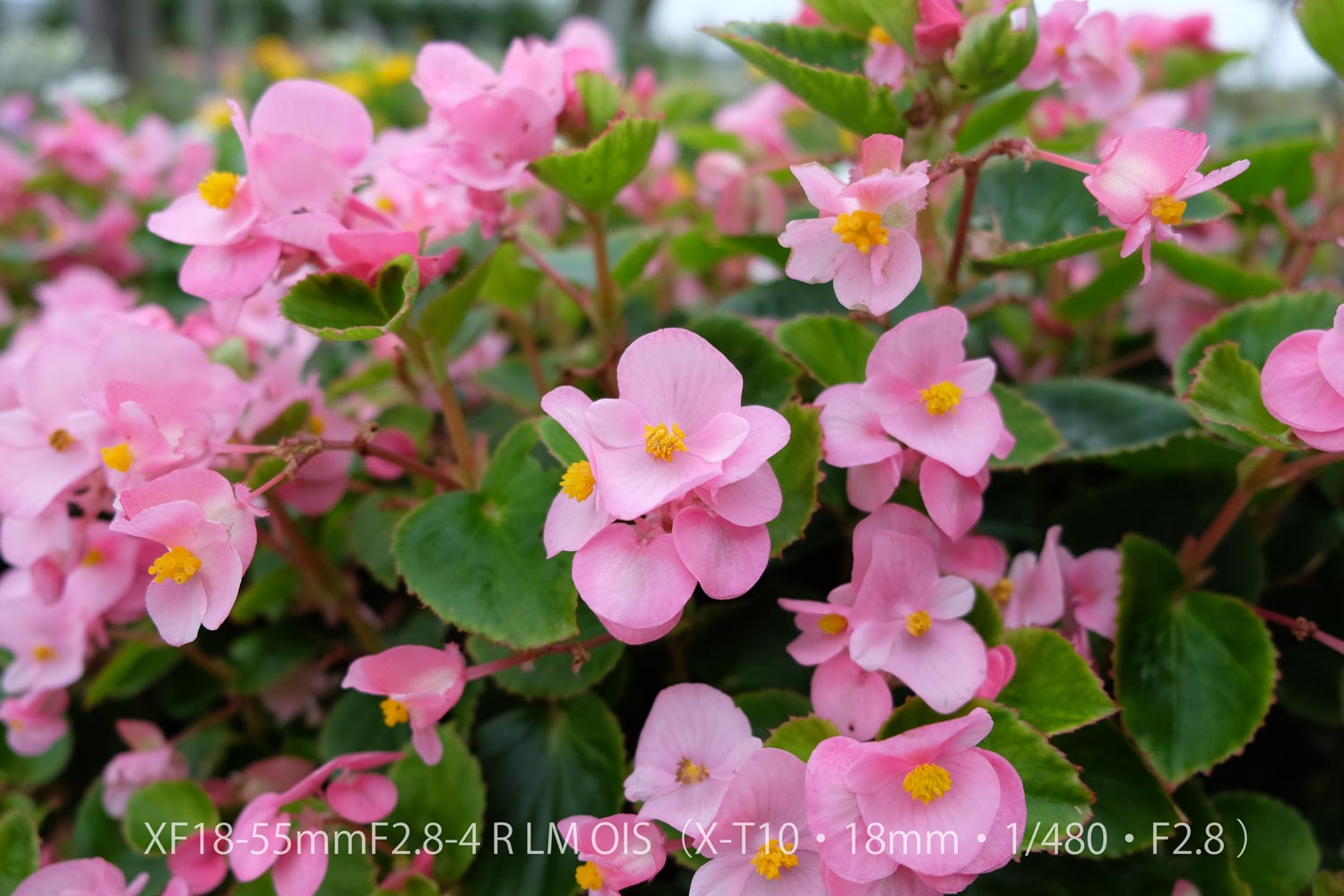 XF18-55 X-T10 お花1