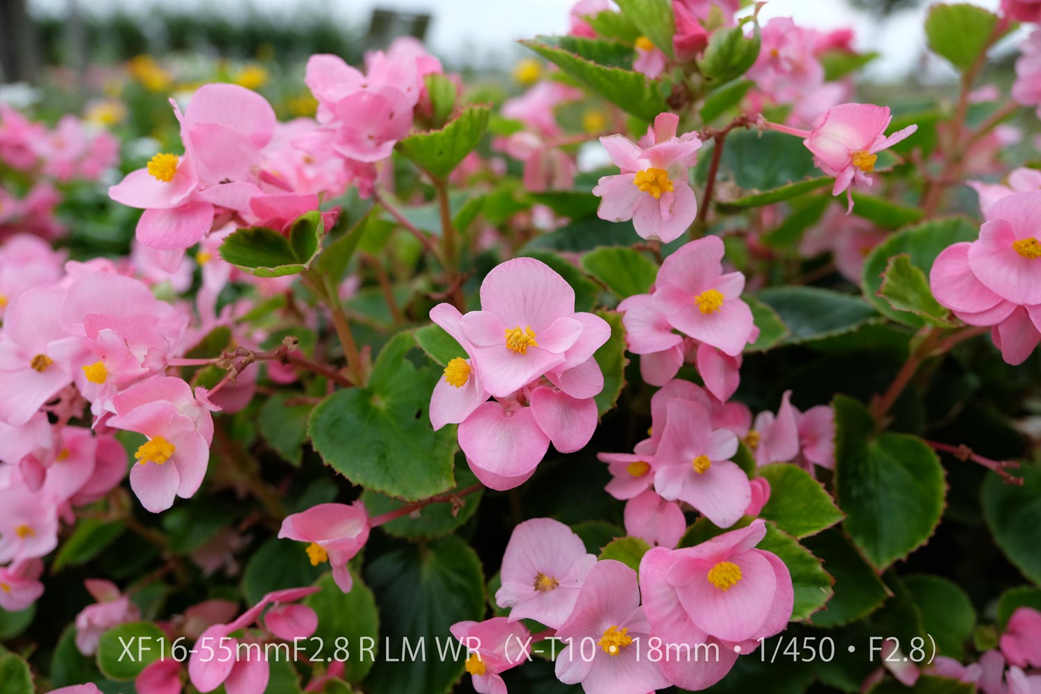 XF16-55 X-T10 お花1
