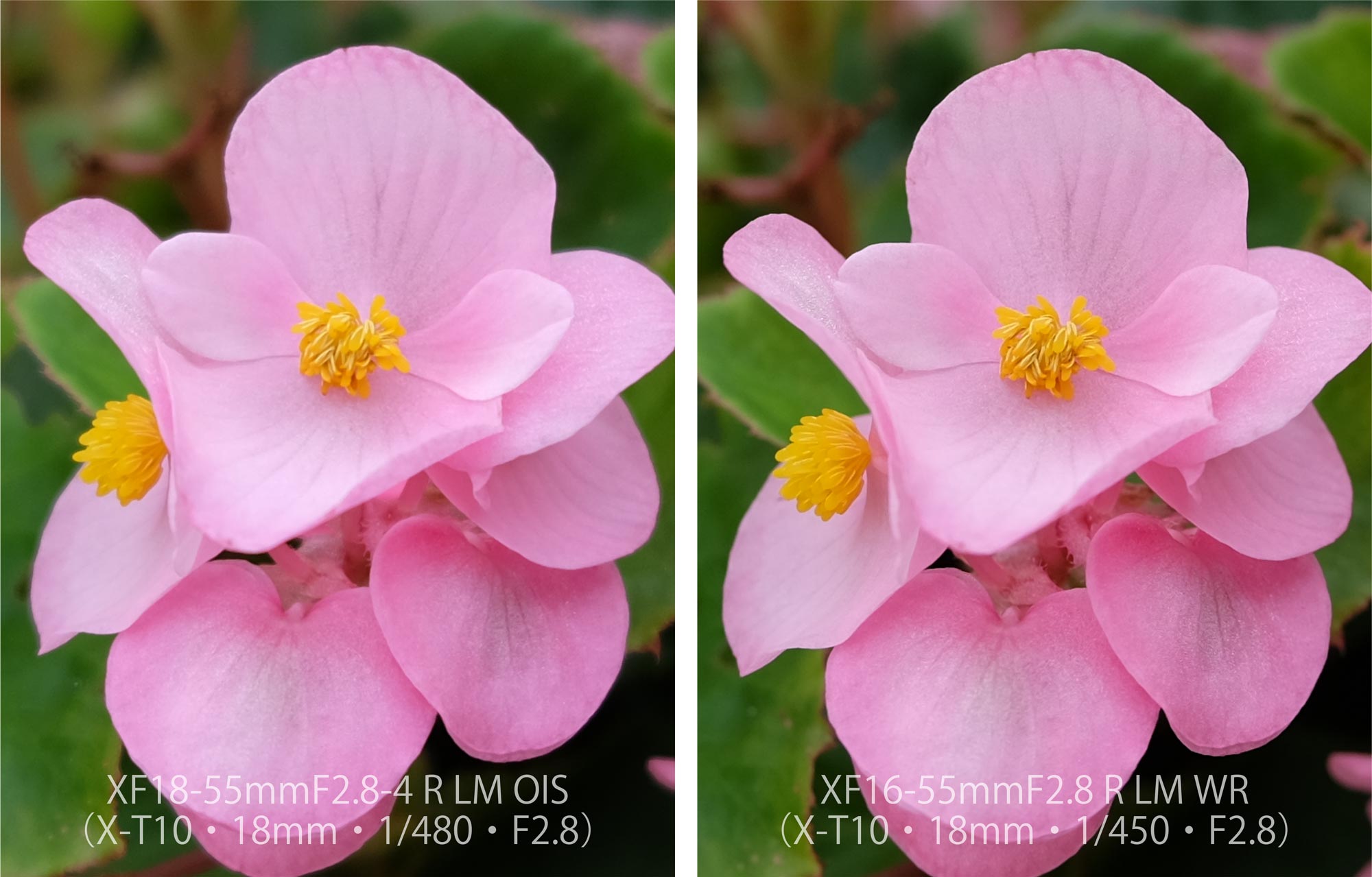 XF18-55 vs XF16-55 X-T10 お花1