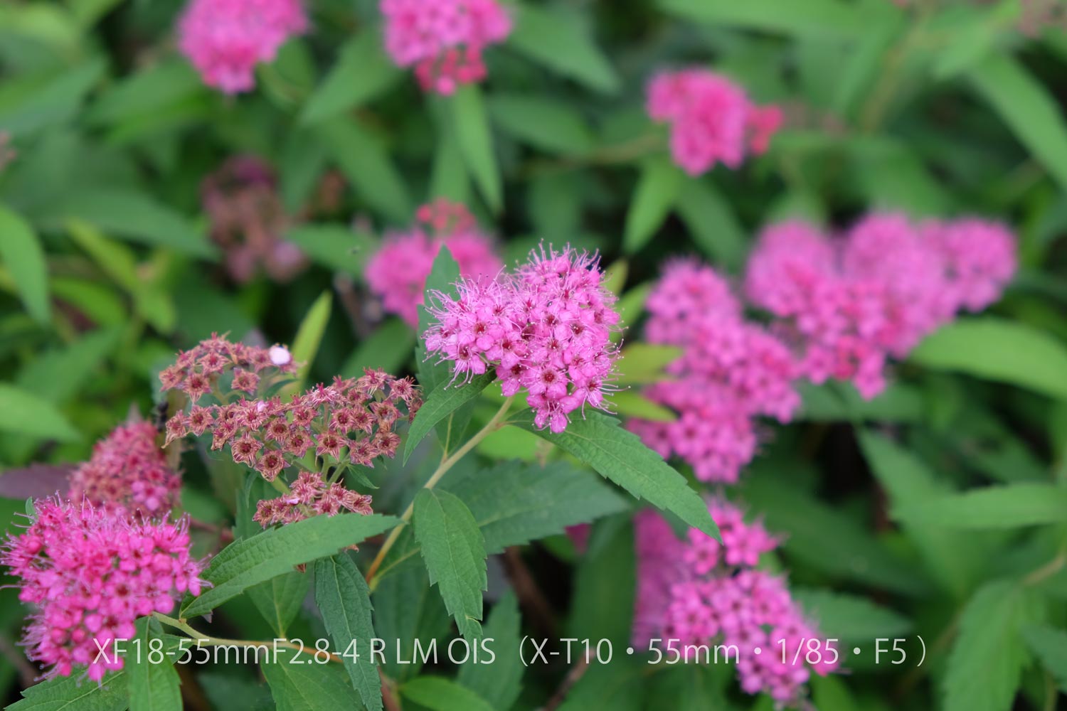 XF18-55 X-T10 お花1