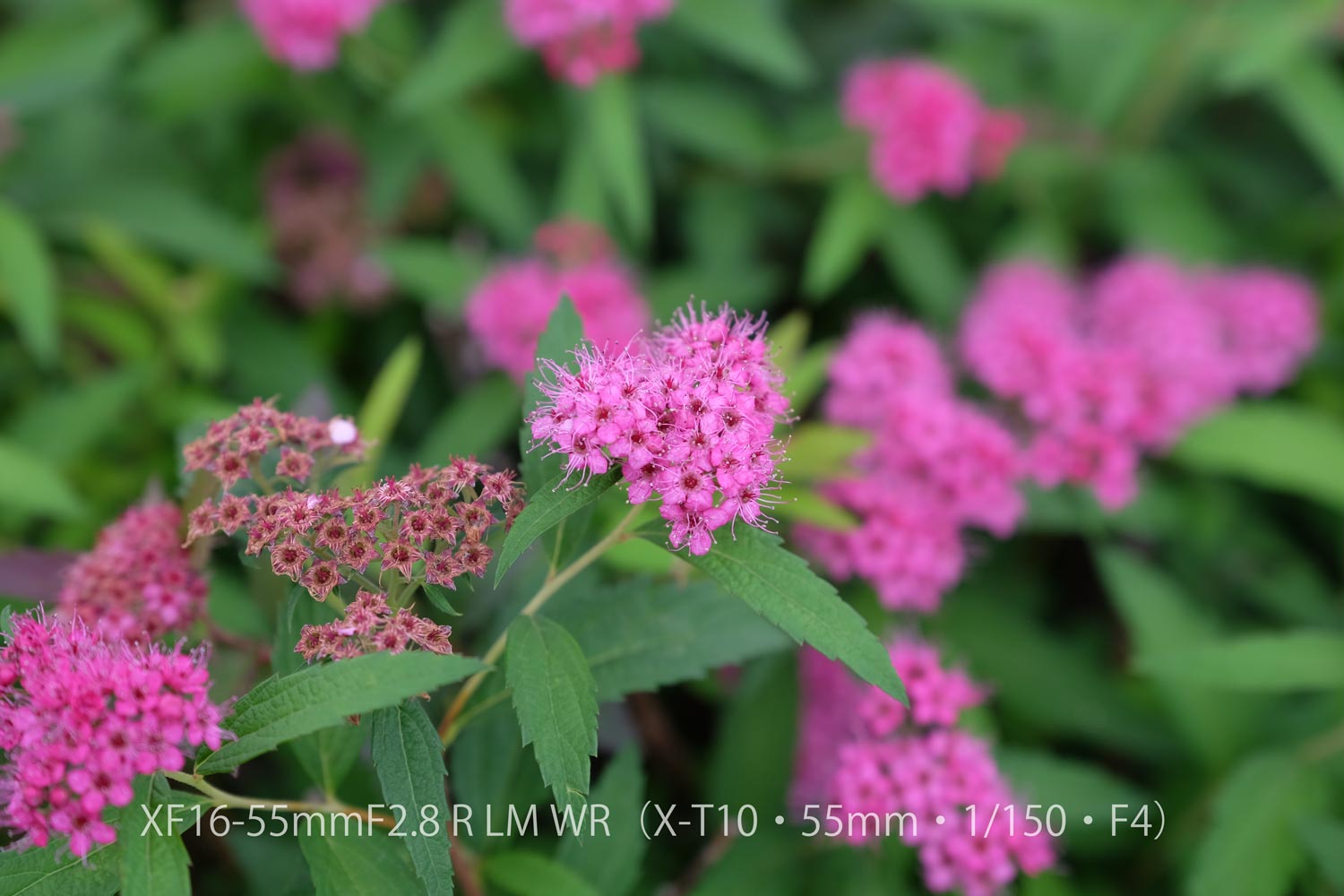 XF16-55 X-T10 お花1