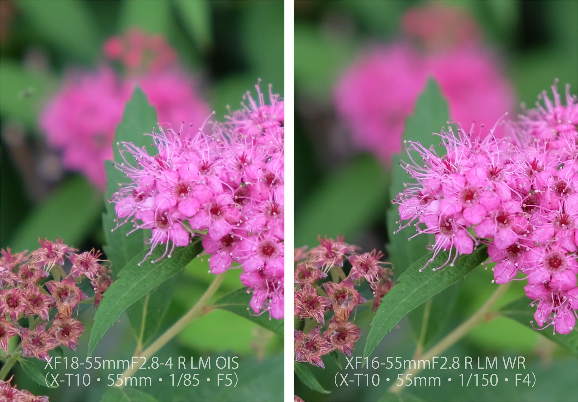 XF18-55 XF16-55 X-T10 お花2