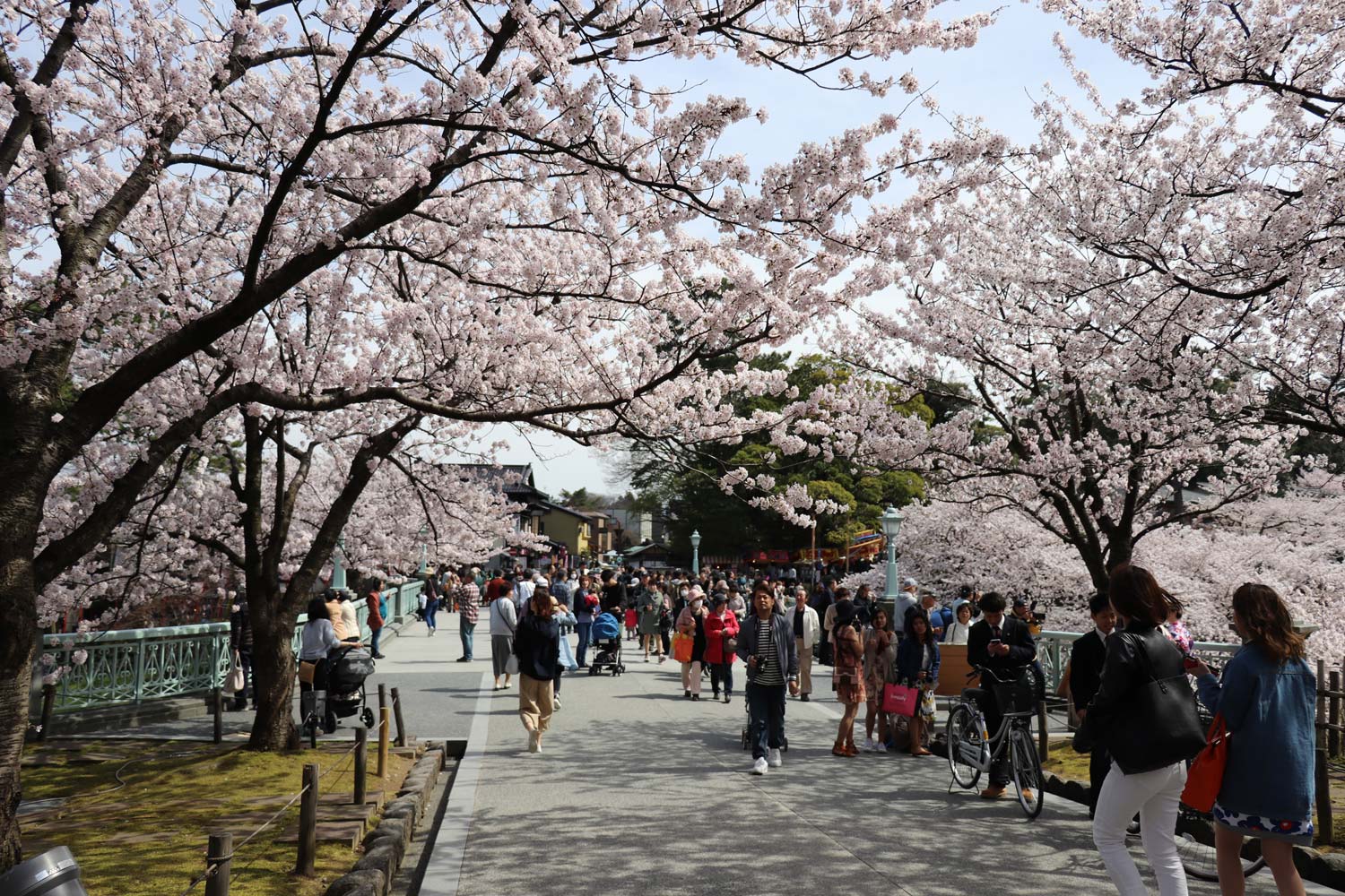 20170414170013j:plain 金沢城の桜