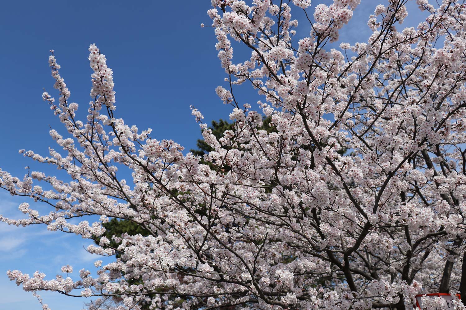 20170414170159j:plain 桜並木