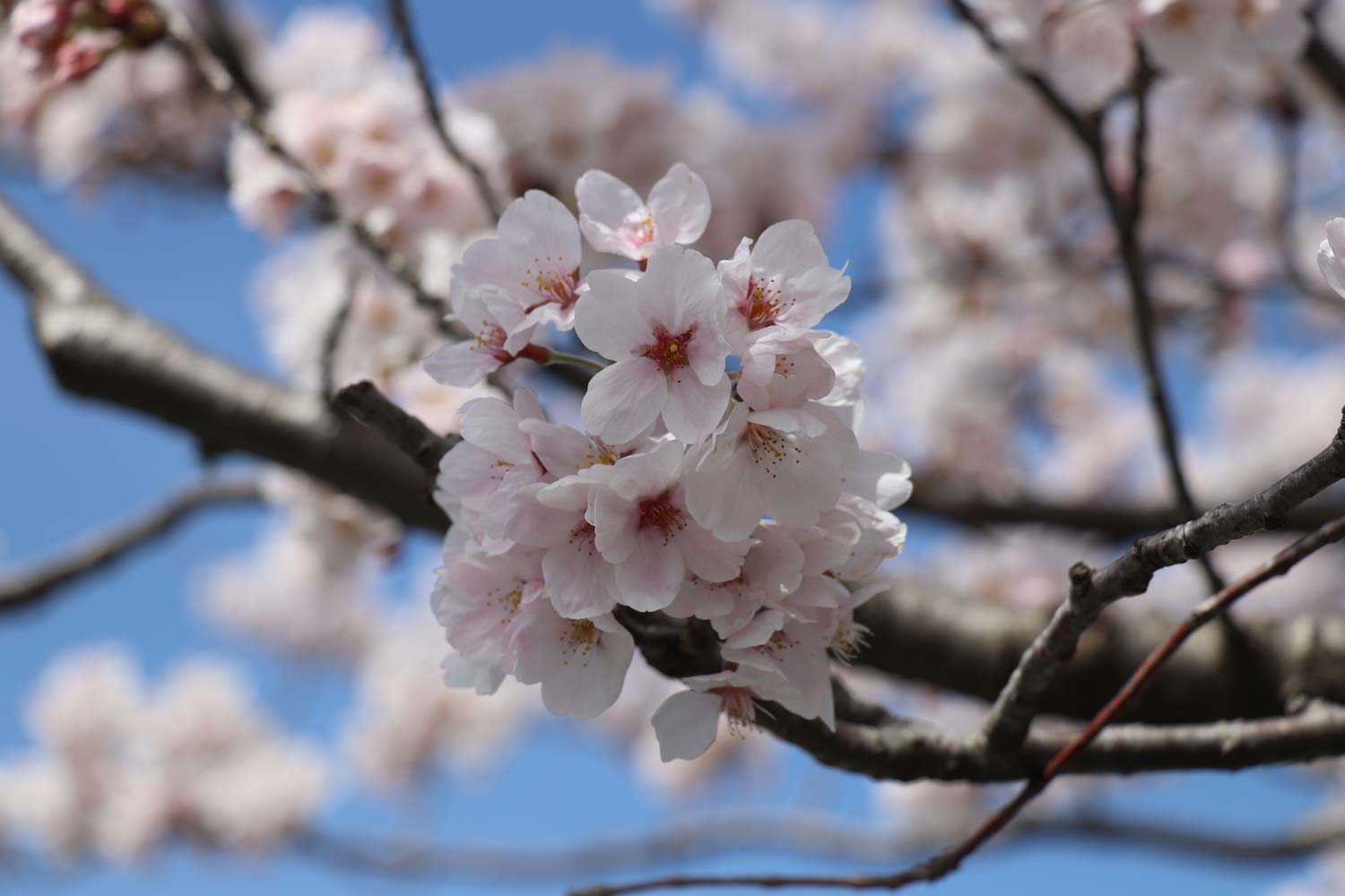 20170414170641j:plain 桜の花びら