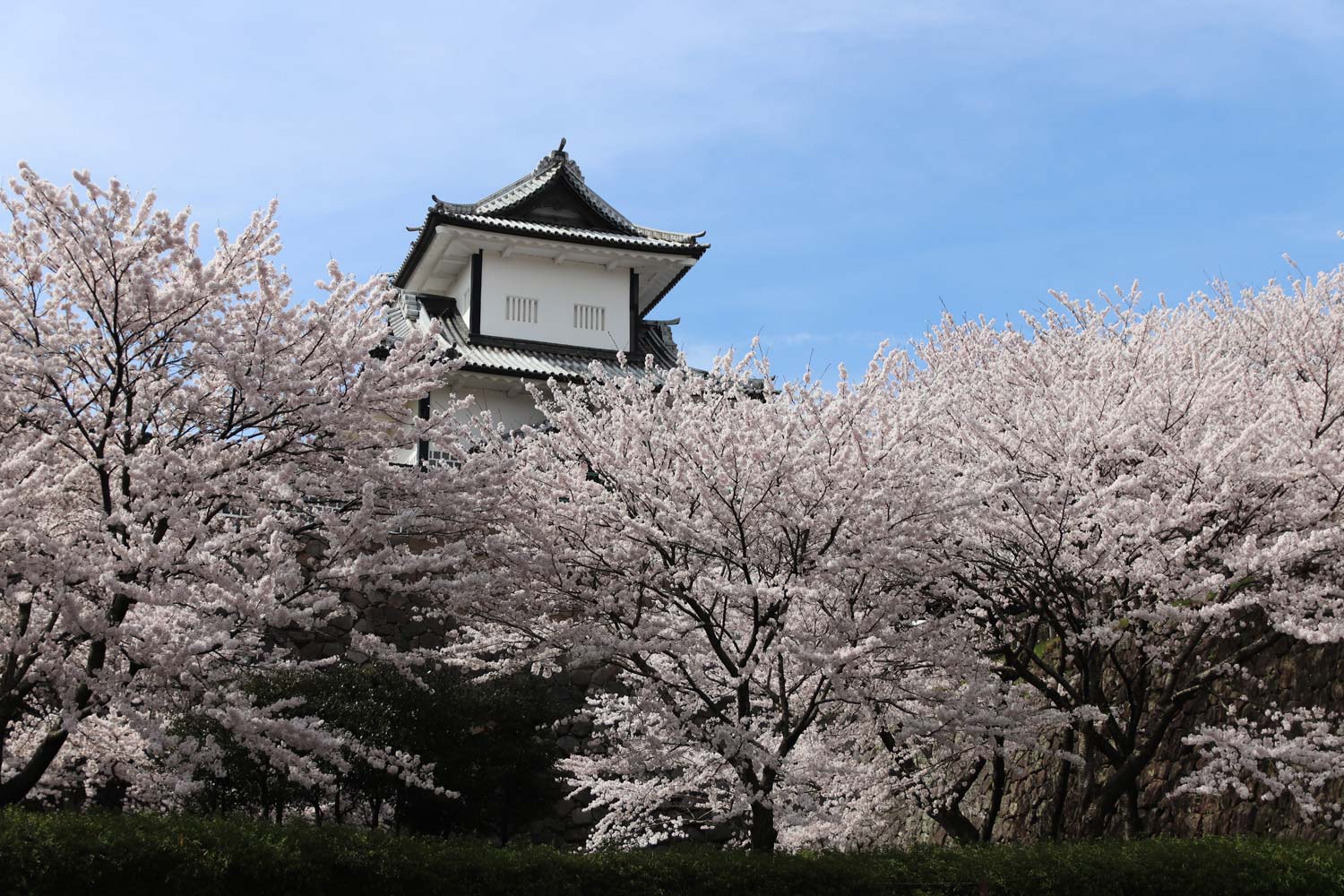 20170414170926j:plain 金沢城の桜