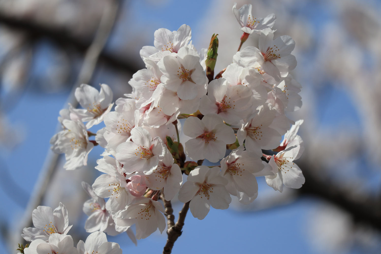 20180404130537j:plain