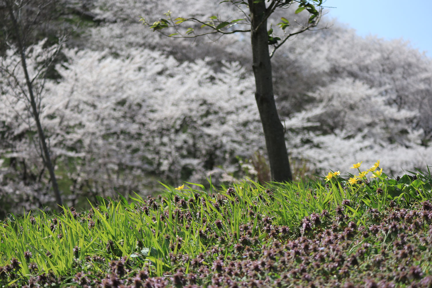 20180404130930j:plain