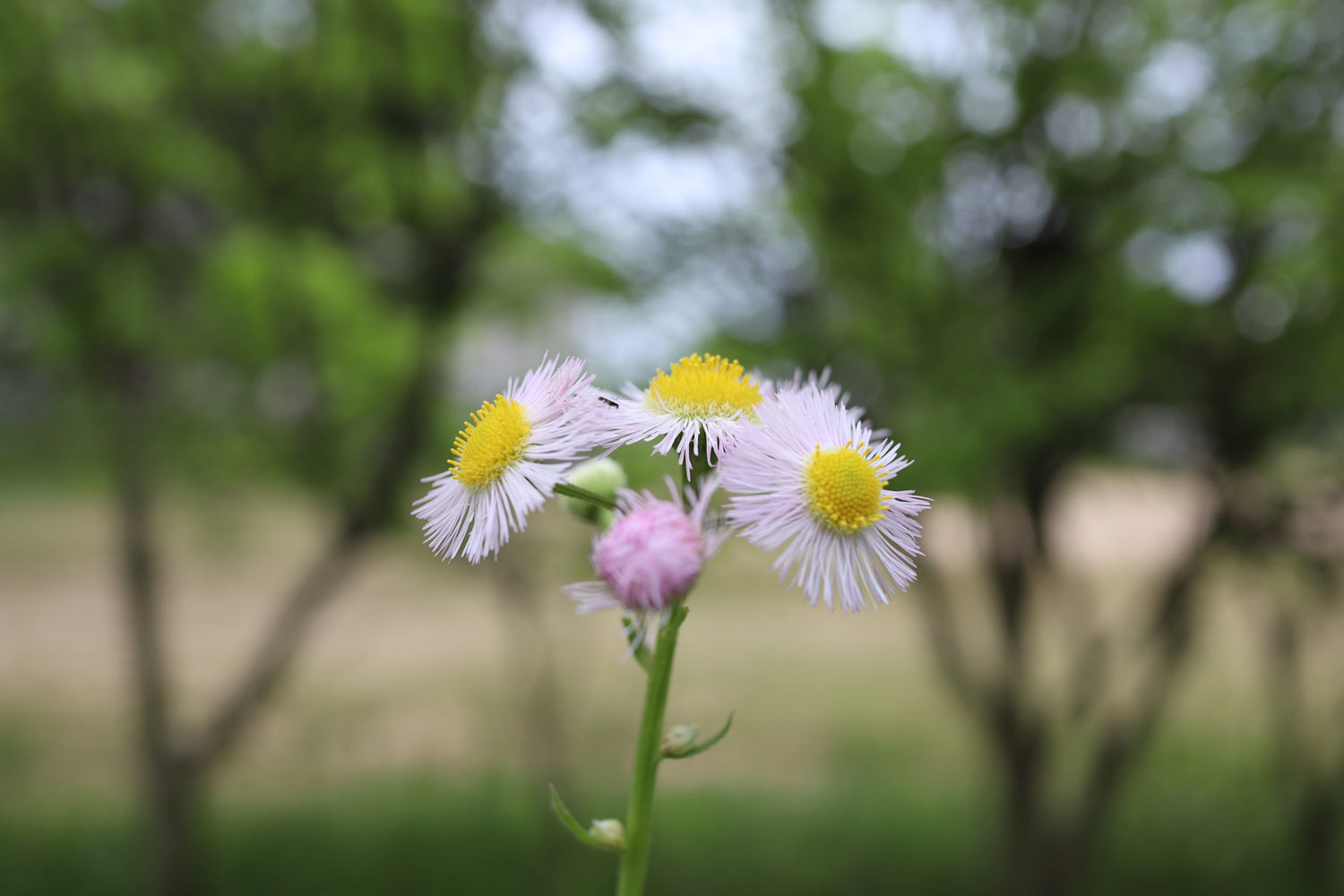 20180513121033j:plain