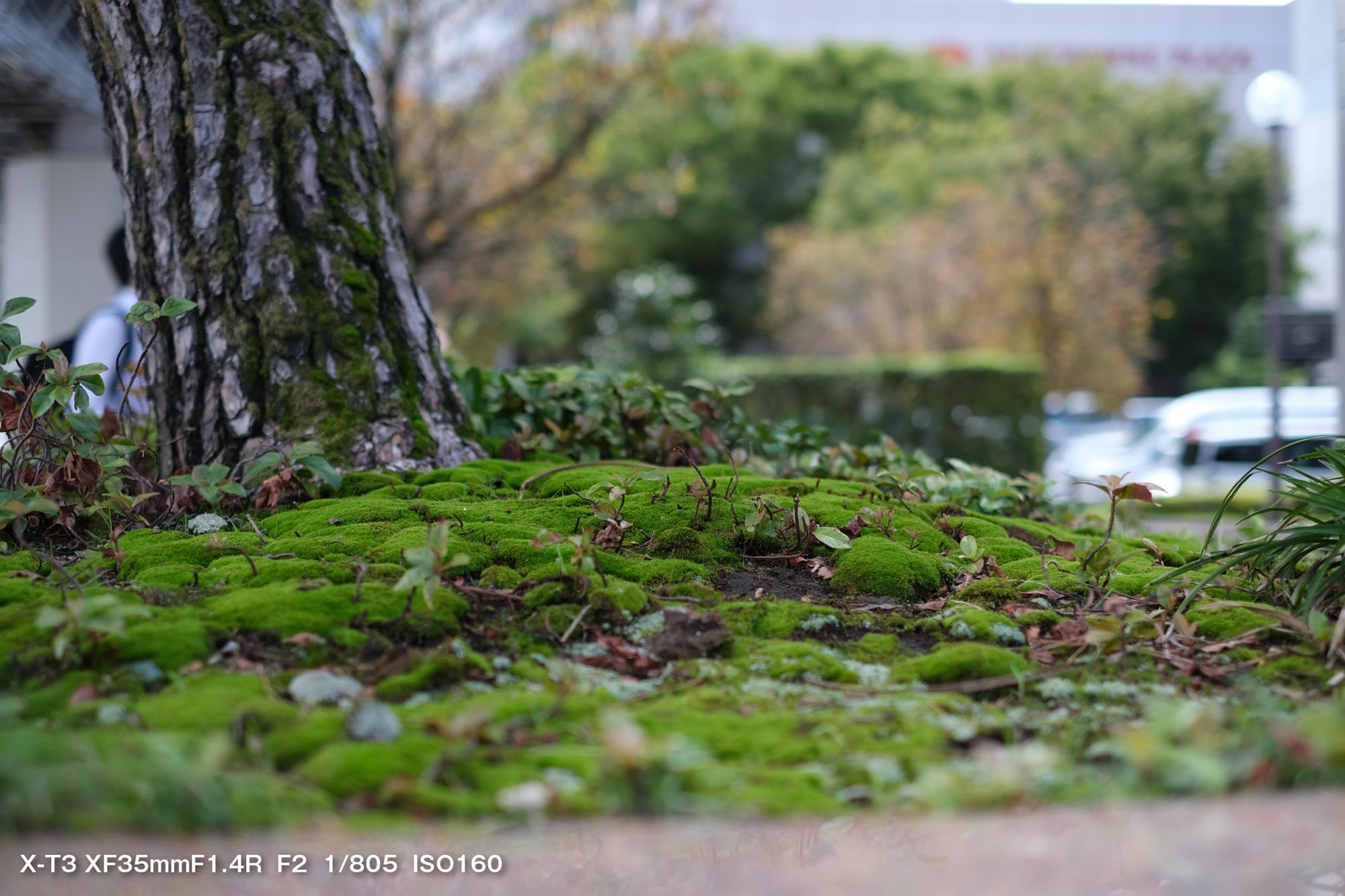 X-T3 + XF35mmF1.4(緑の苔)