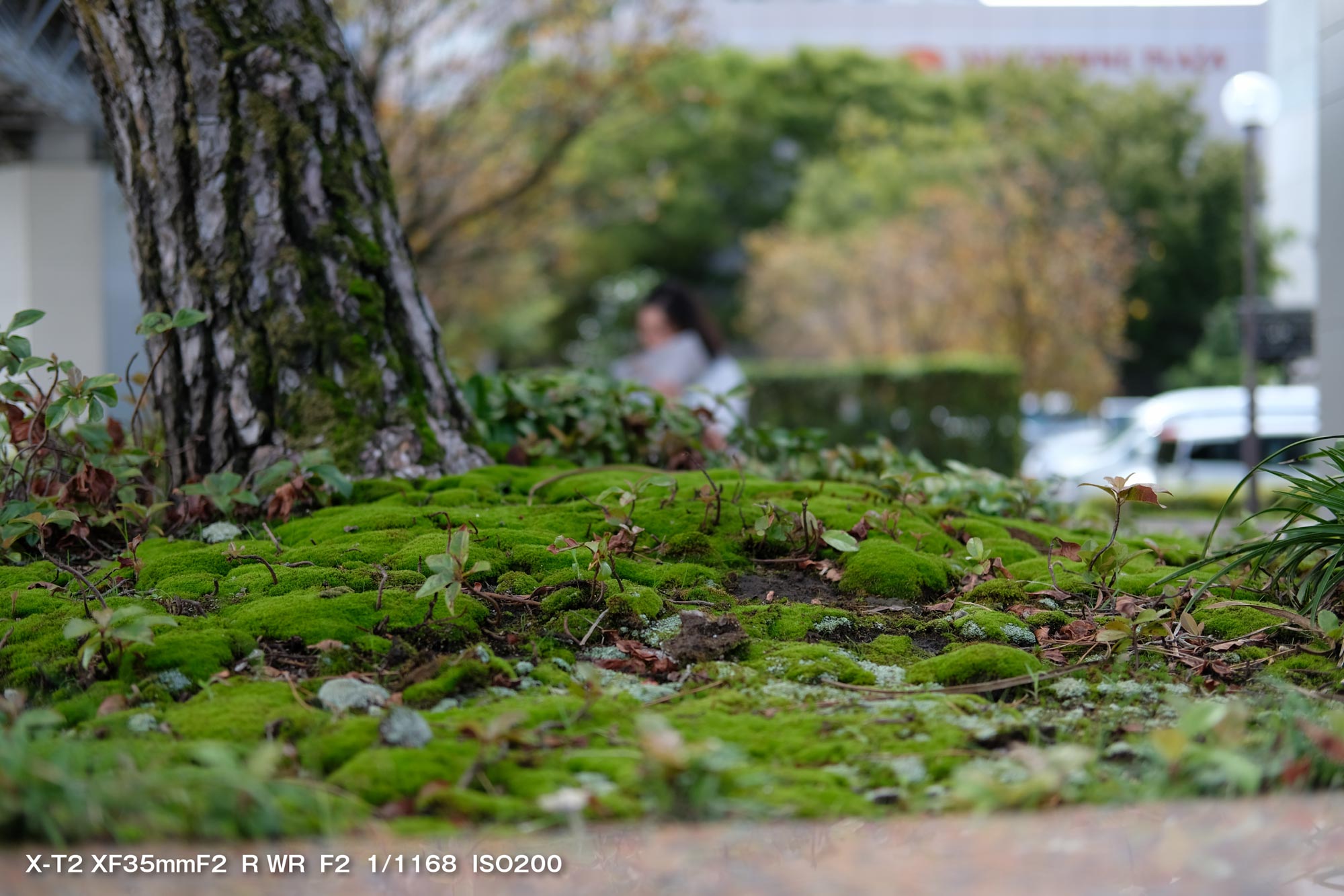 X-T3 + XF35mmF2R(緑の苔)