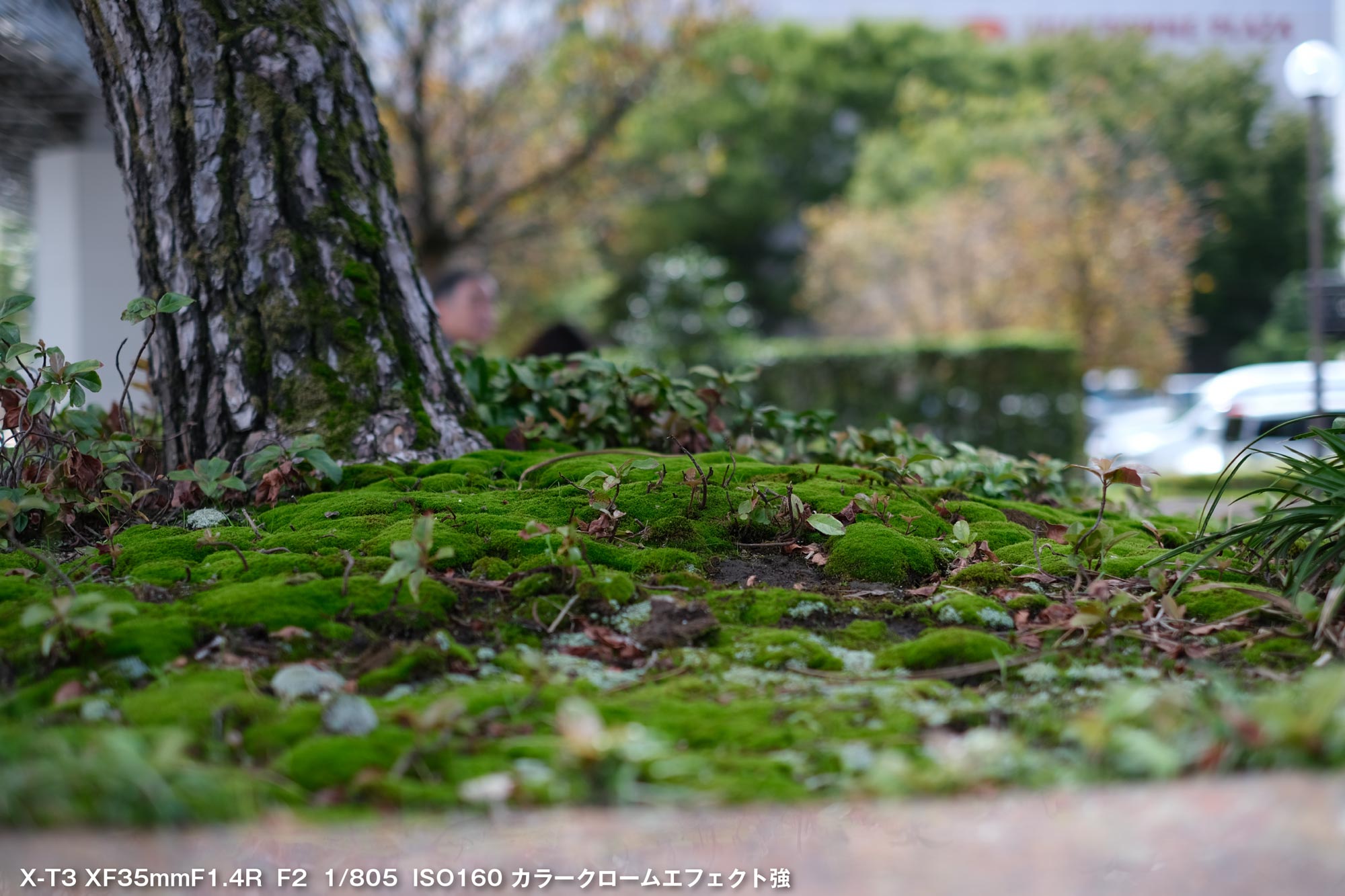 X-T3のカラークロームエフェクトで苔を撮影