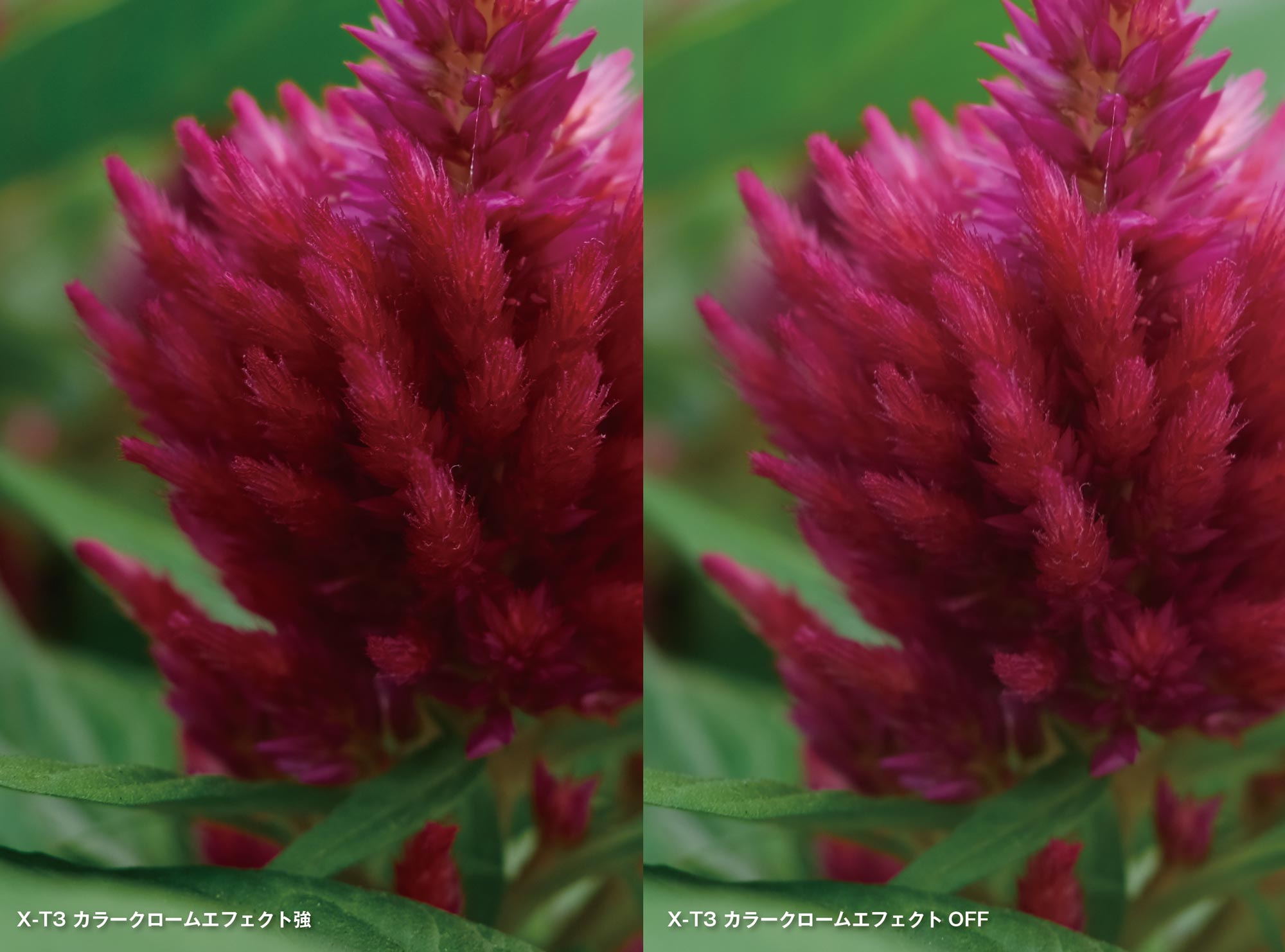 X-T3 カラークロームエフェクト 比較