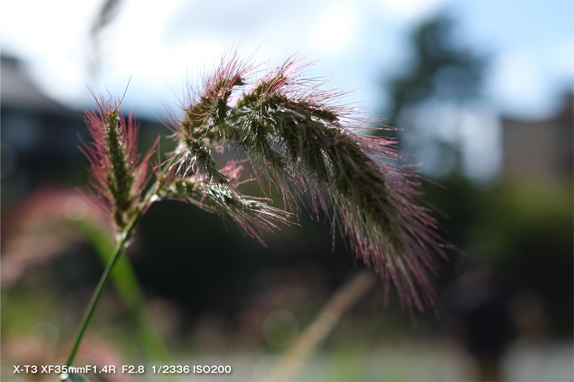 X-T3 + XF35mmF1.4(草)
