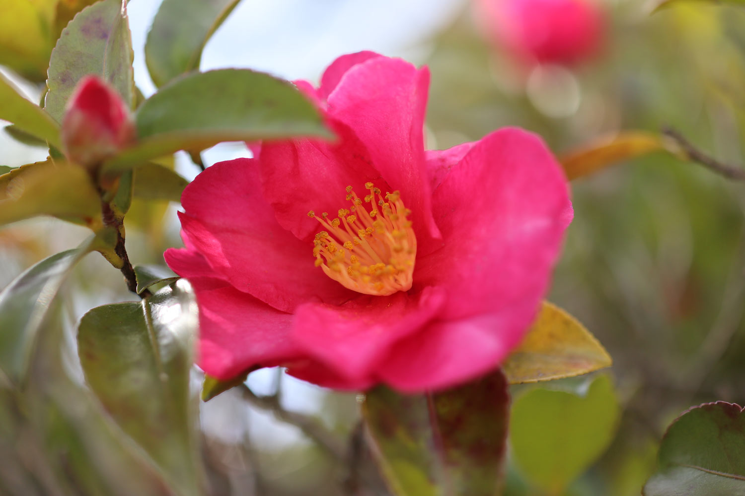 EF-M 32mm F1.4 作例2