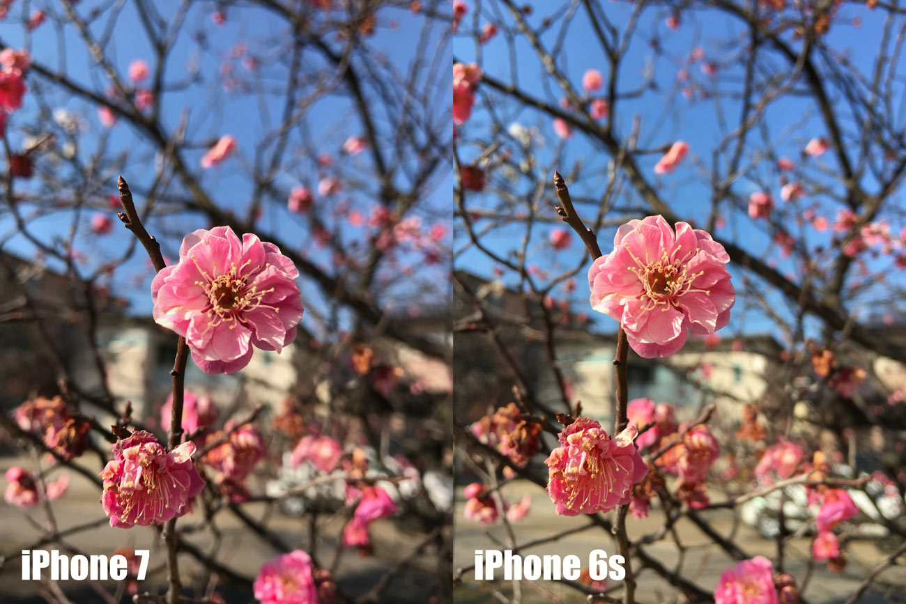 iPhone 7とiPhone 6s カメラの画質を比較(ピンクの花)