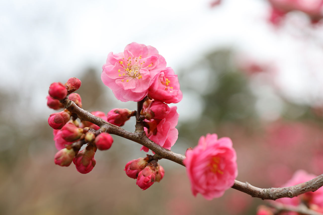 EOS RP + RF35mmF1.8 MACROで梅を撮影