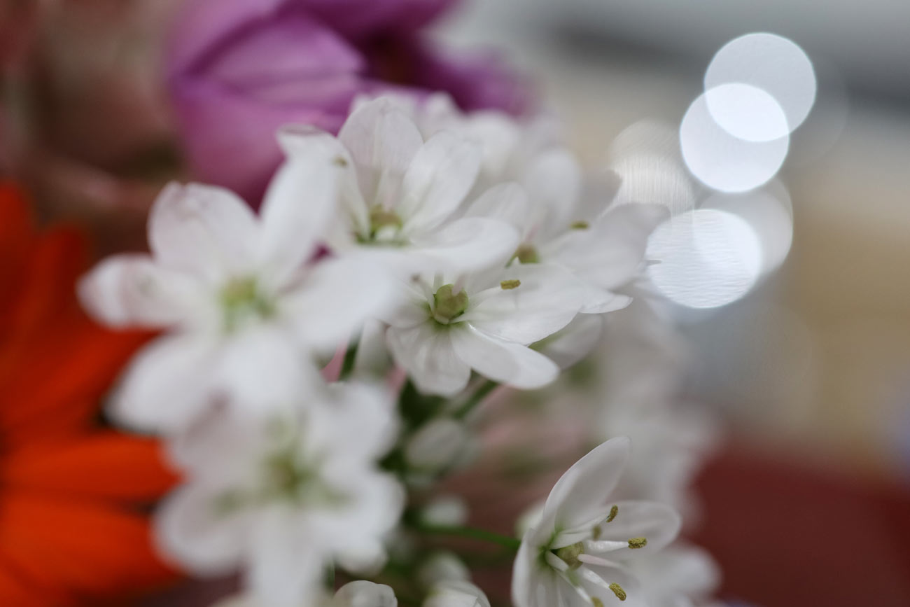 EOS RP + RF35mm MACRO(マクロ撮影)