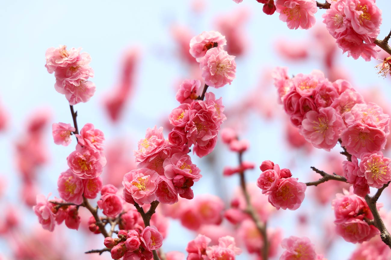 EOS RP + RF24-105mmF4L(梅の花)