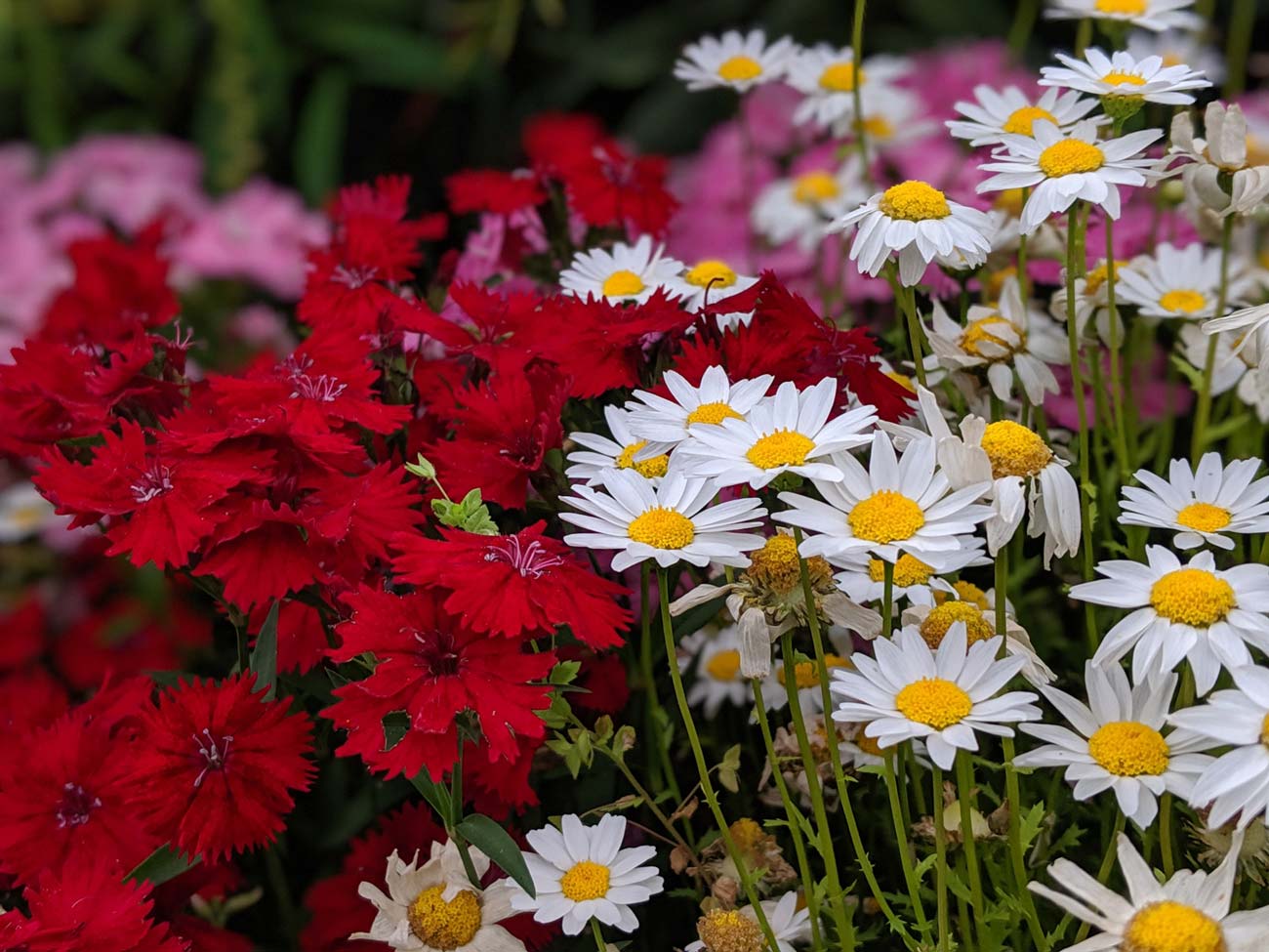 Pixel 3a リアカメラの画質(花)