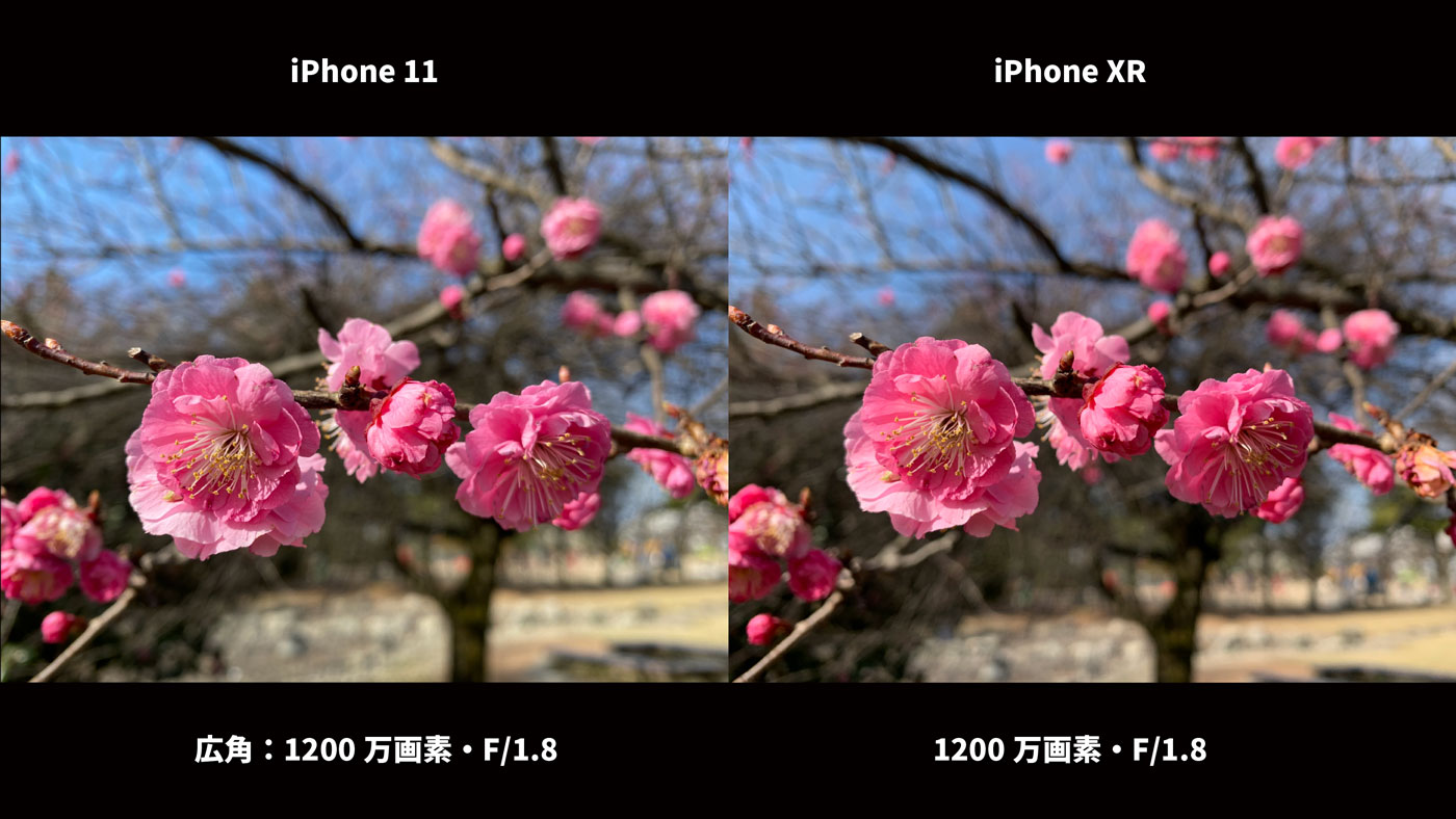 iPhone 11・iPhone XR 広角カメラ画質比較(梅)