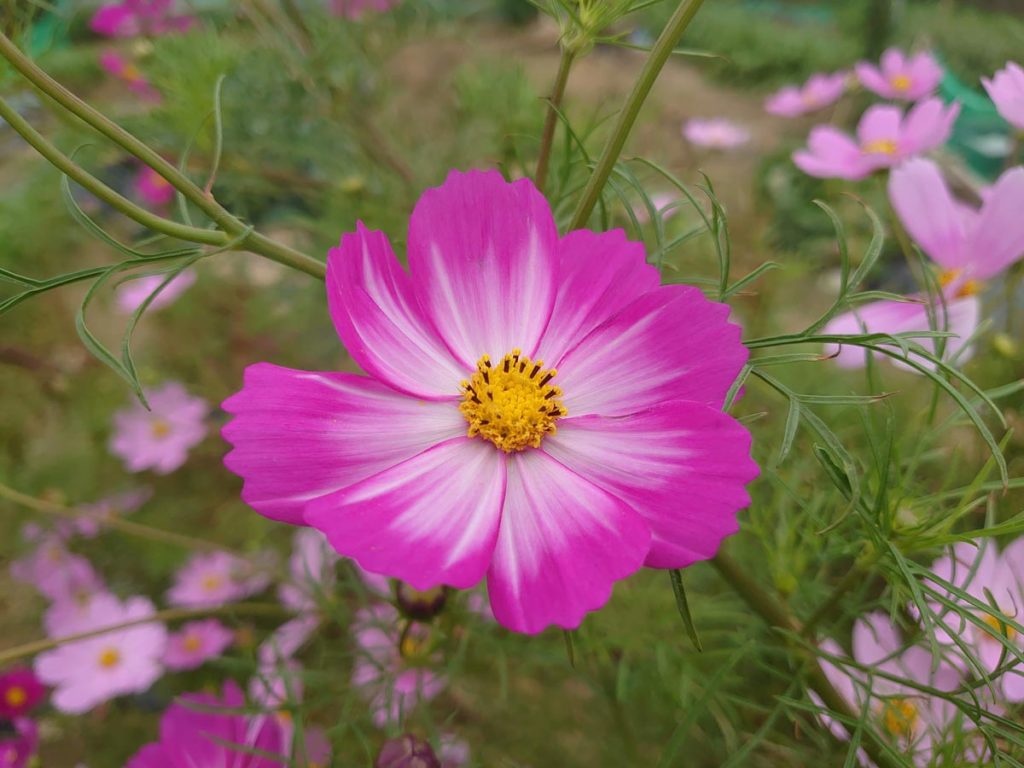 Xperia 5 秋桜をリアカメラで撮影