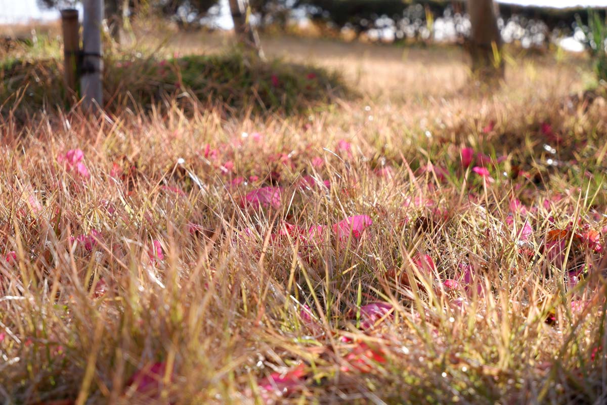 X-A7 + XC15-45mmF3.5-5.6 お花と草