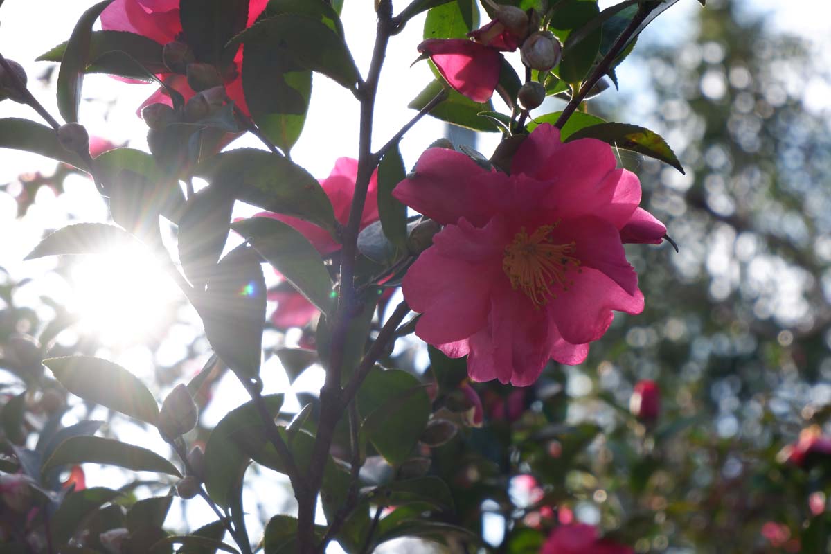 X-A7 + XC15-45mmF3.5-5.6 お花と太陽