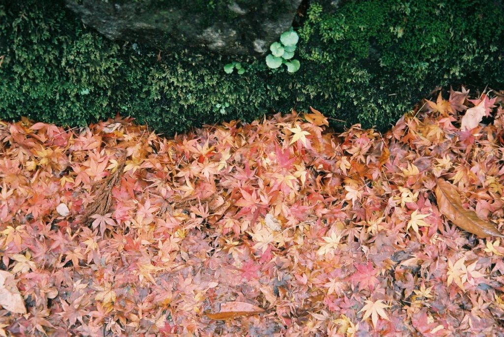 大量の紅葉
