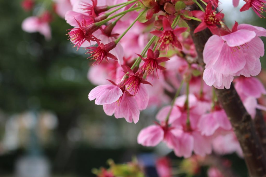 EOS Kiss X7 + EF-S 18-55mm 桜撮影