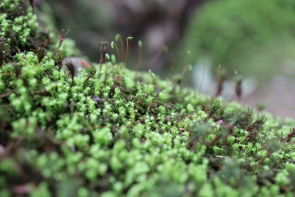 苔たち(EOS RP + RF35mm F1.8 MACRO)