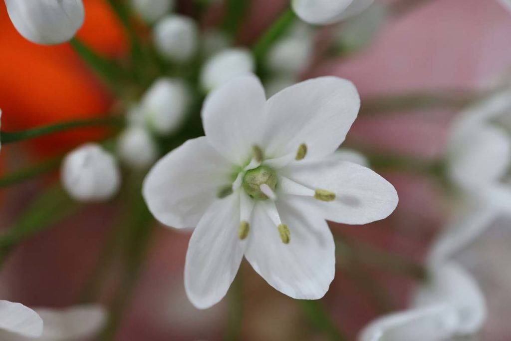 花の接写(EOS RP + RF35mm F1.8 MACRO)