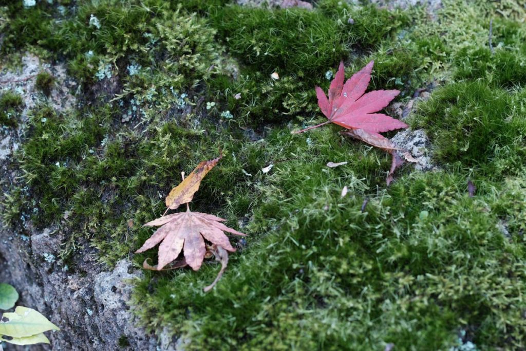X-H1 + XF90mm(苔と落ち葉)