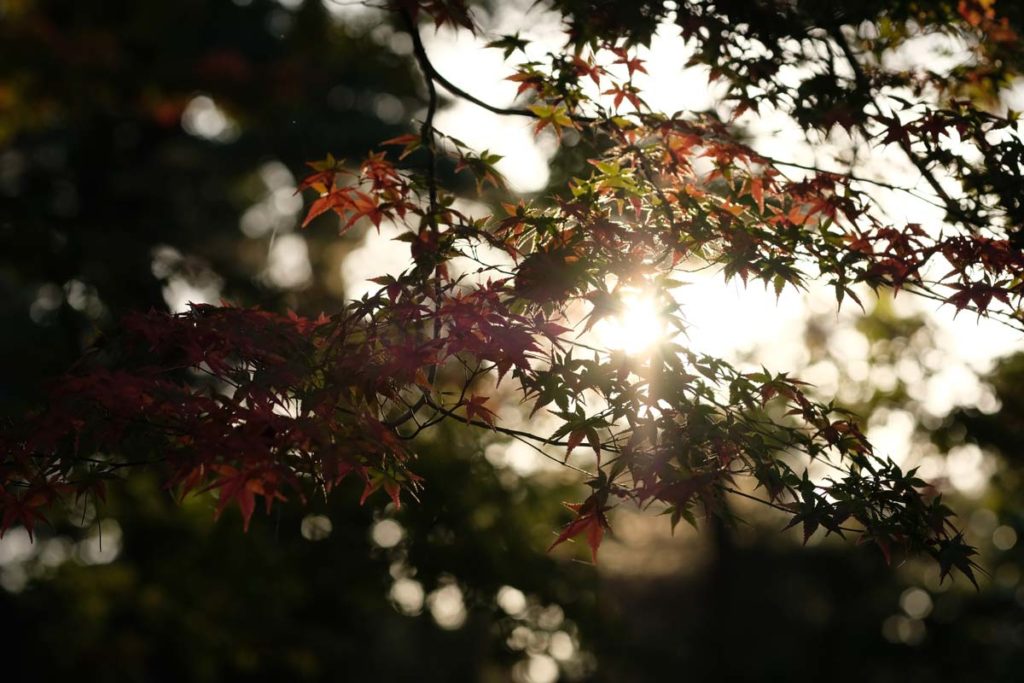 X-H1 + XF90mm(紅葉)
