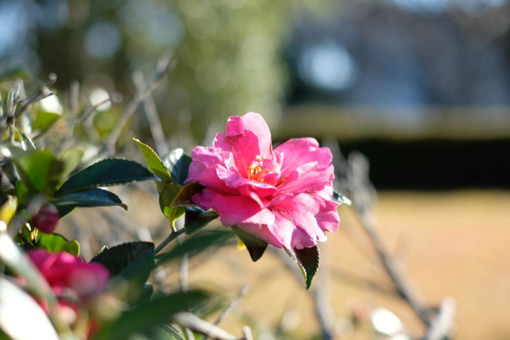 X-T2 + XF35mmF1.4 R(花)