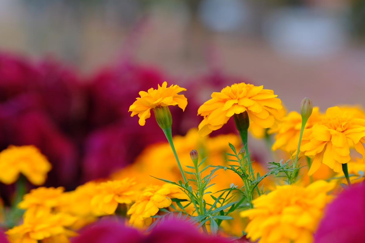 XF90mmF2で黄色い花を撮影