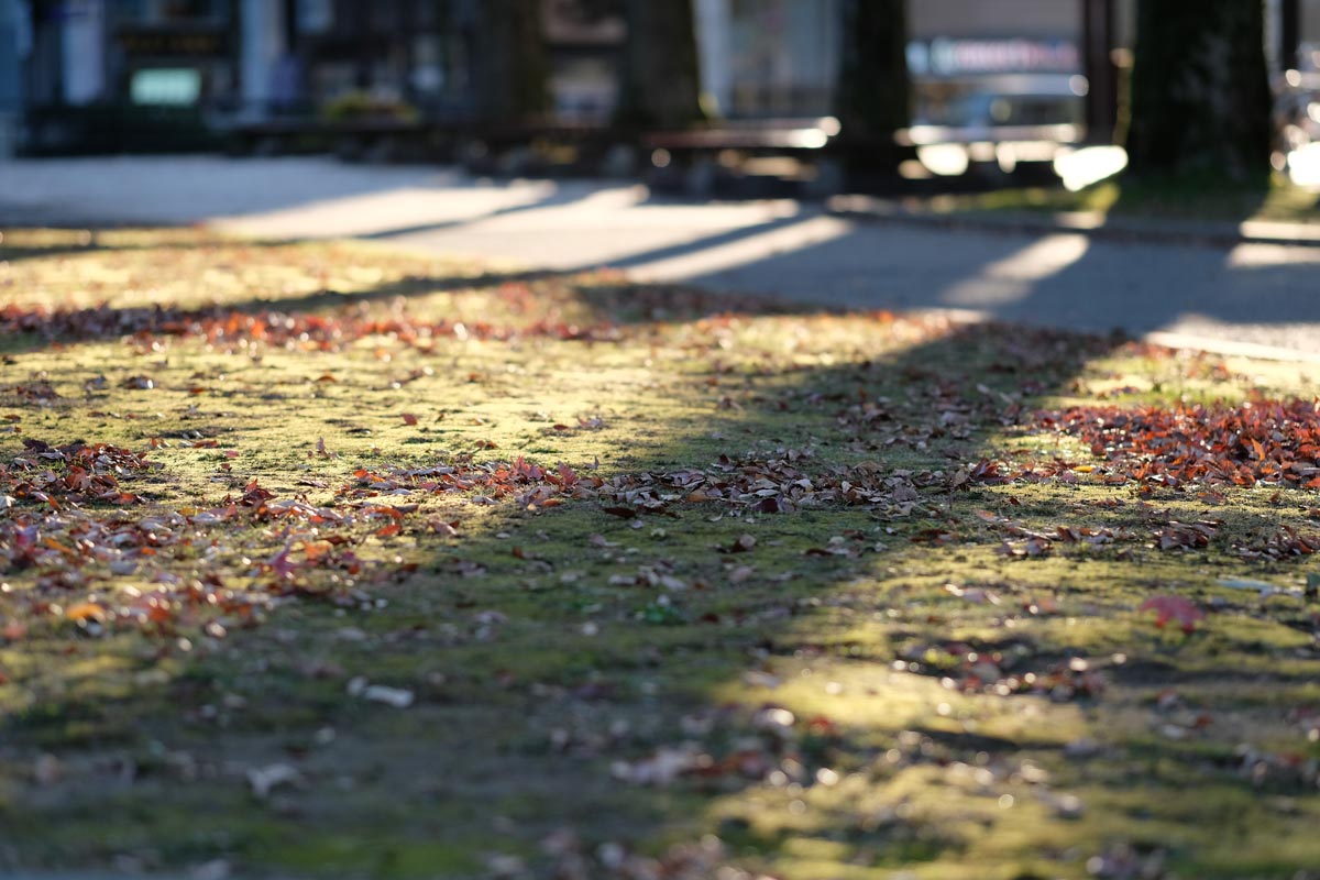 XF90mmF2で木々の影を撮影