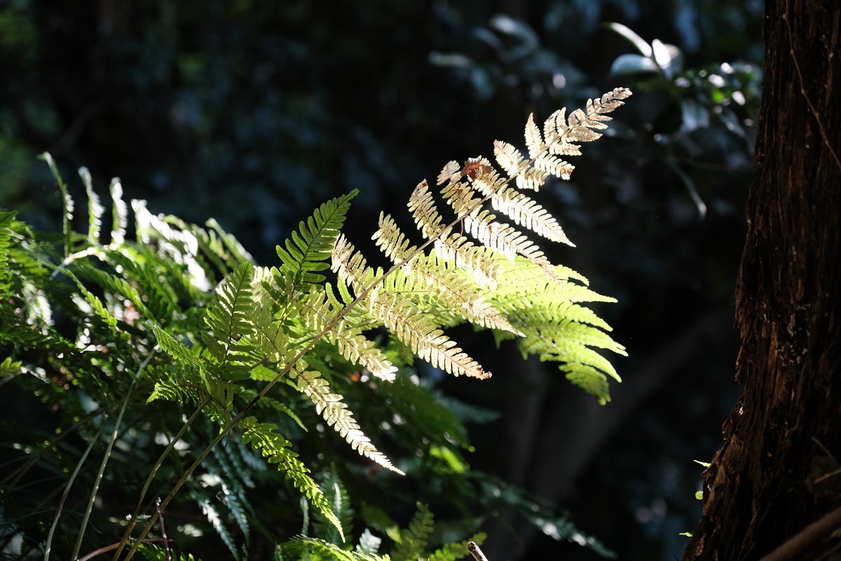 X-T3 + XF16-55mmF2.8でシダ植物を撮影