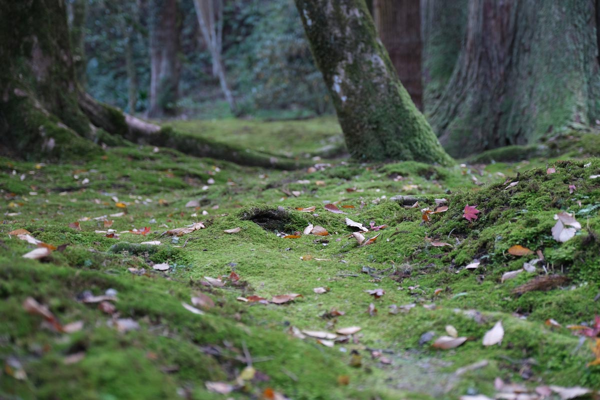 X-T3 + XF16-55mmF2.8で苔を撮影