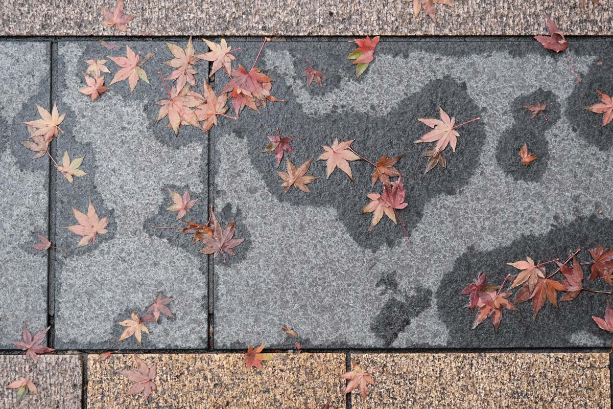 X-T3 + XF16-80mmF4で落ち葉を撮影