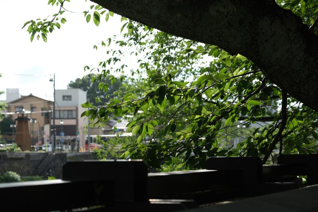 XF18-55mmF2.8-4で木を撮影