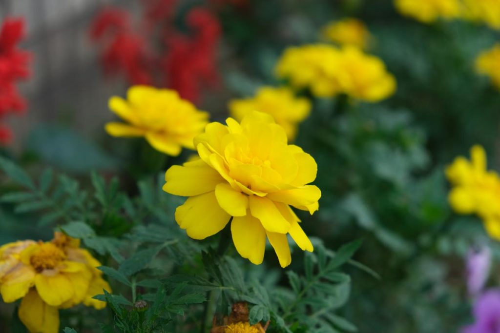 XF18-55mmF2.8-4で花を撮影