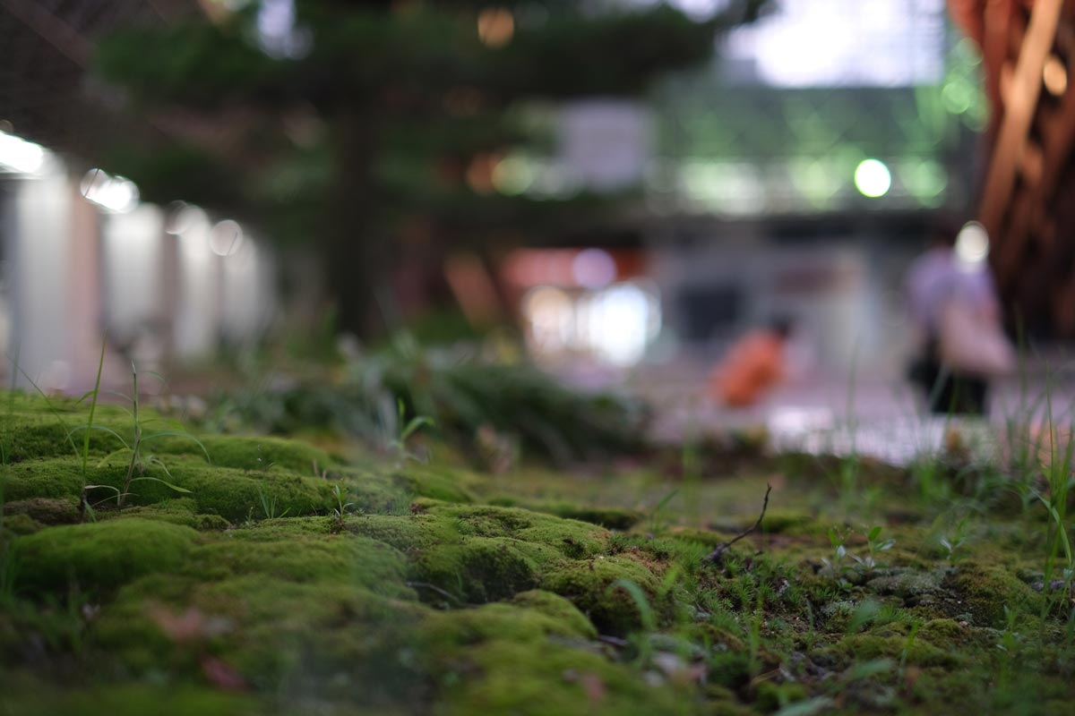 X-T4 + XF35mmF1.4Rで金沢駅の苔を撮影