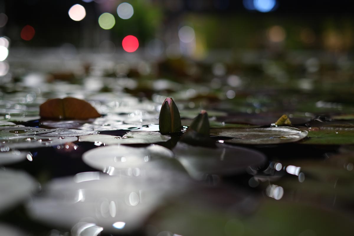 X-T4 + XF35mmF1.4Rで金沢駅の睡蓮の蕾を撮影