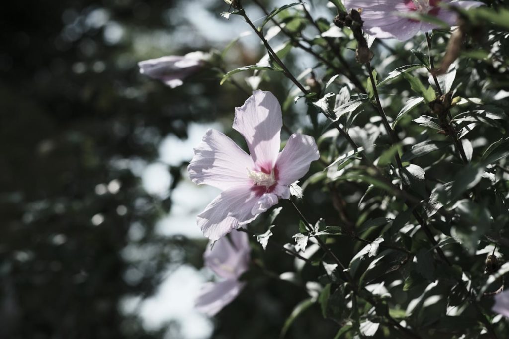 X-T4のETERNAブリーチバイパスで花を撮影