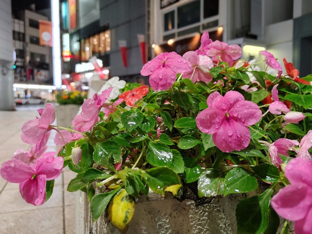 LG Style3の標準カメラで夜に咲く花を撮影