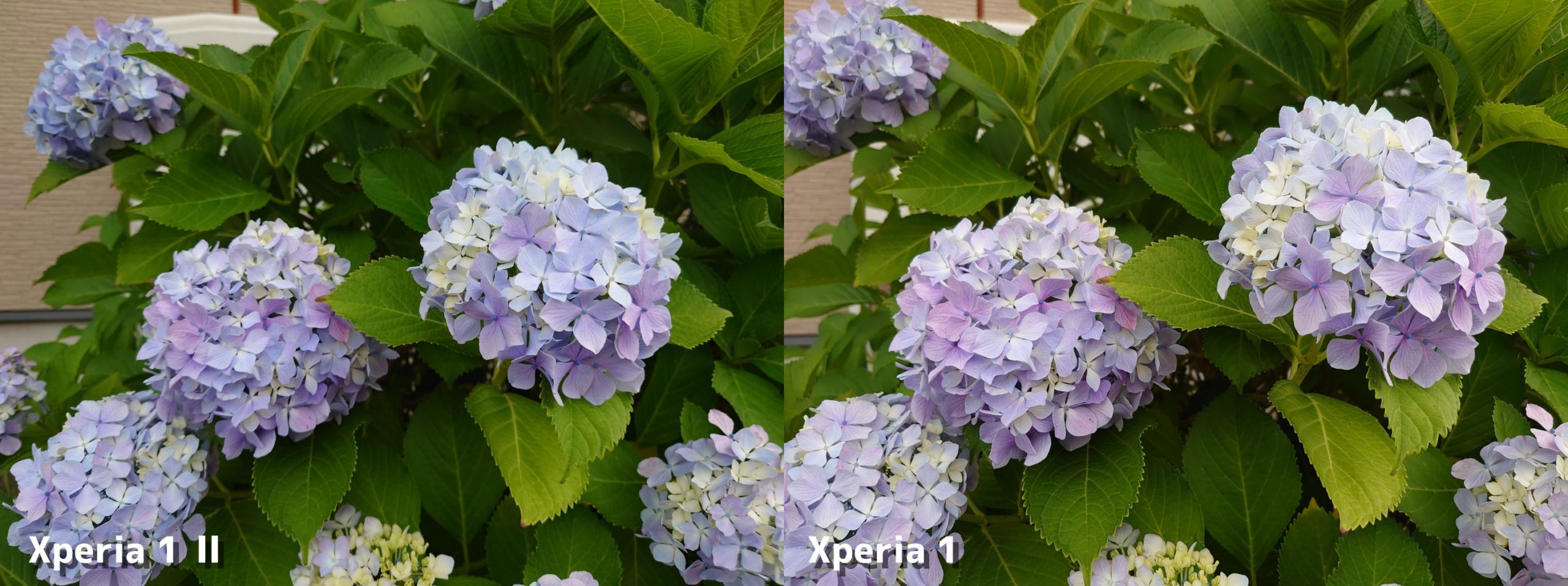 Xperia 1 II・Xperia 1 標準カメラの画質比較(紫陽花)