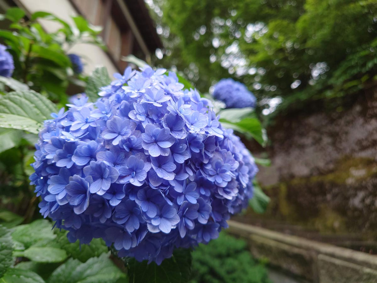 Xperia 1 II 標準カメラで撮影(紫陽花)