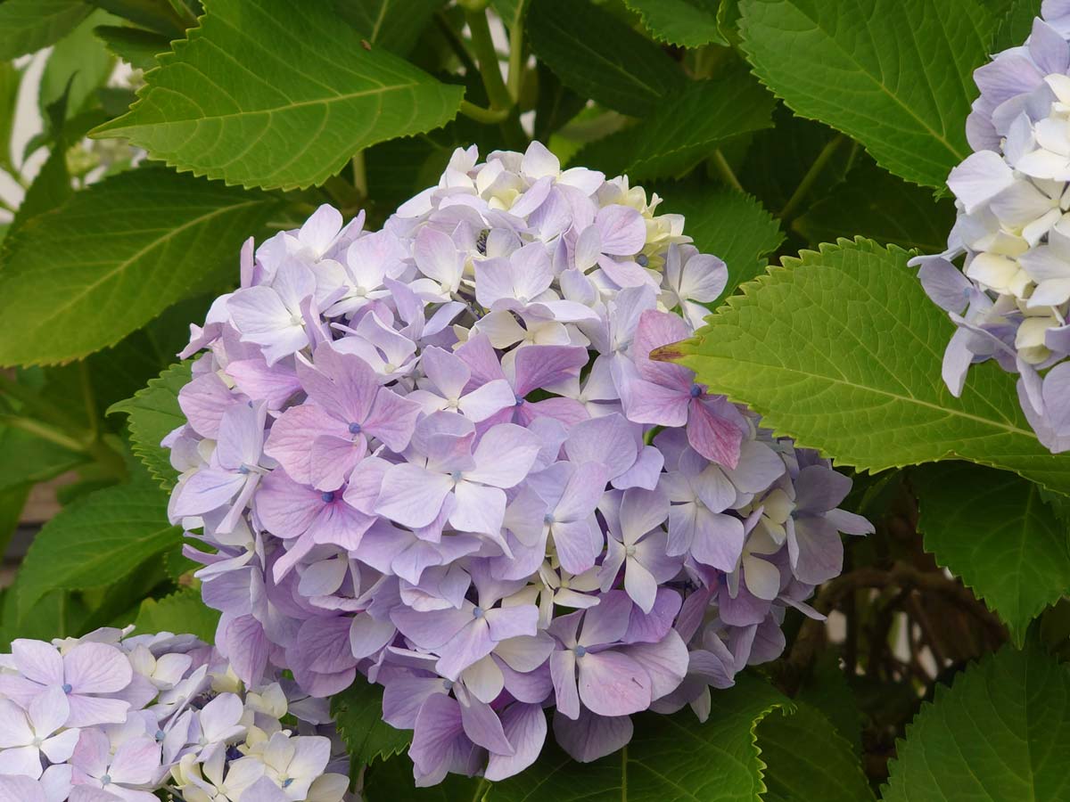 Xperia 1 II 望遠カメラで紫陽花を撮影